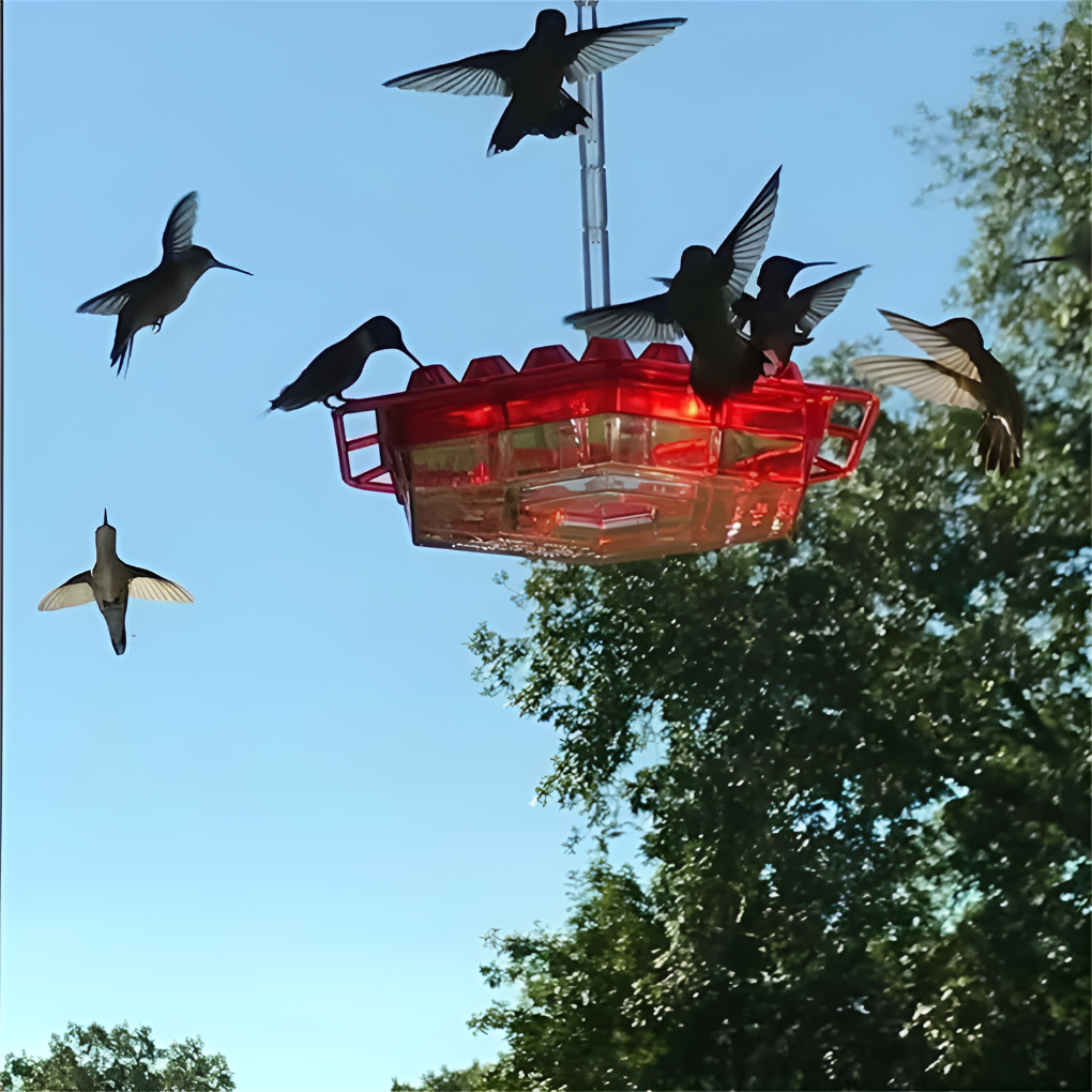 Nutriente per Colibrì a Prova di Formiche