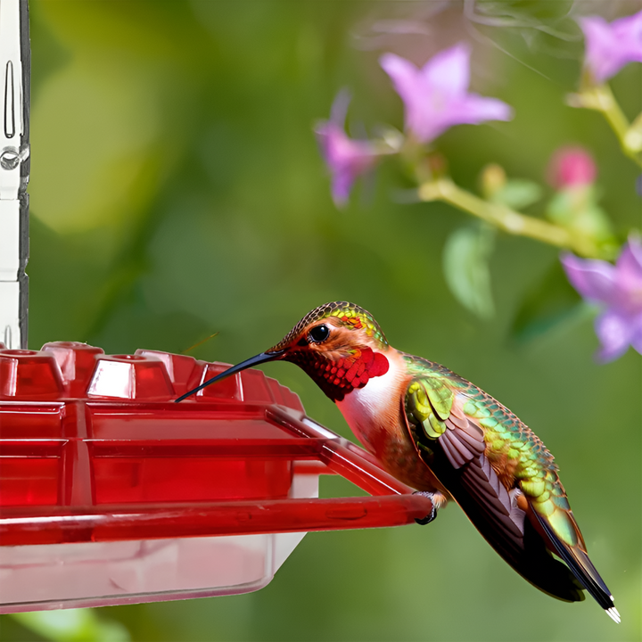 Nutriente per Colibrì a Prova di Formiche