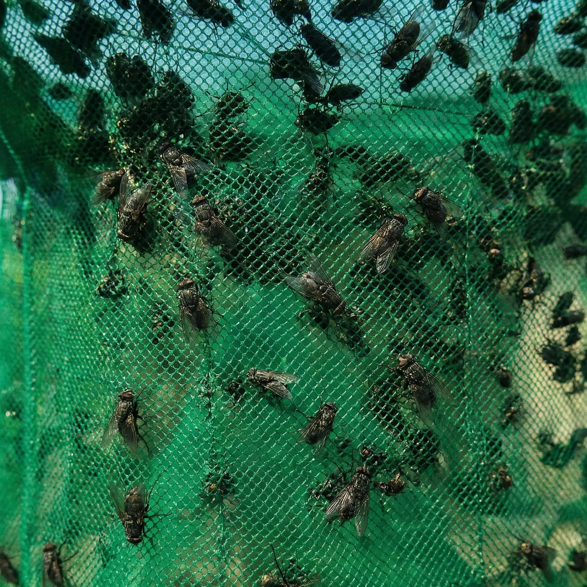 Trappola per mosche da esterno riutilizzabile di grande capacità