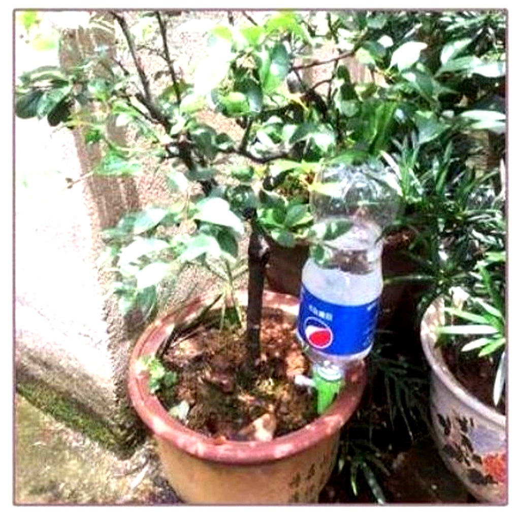 Punta di Innaffiatura Automatica per Piante (Pacco da 12) – Aiuto da Giardino con Flusso Regolabile